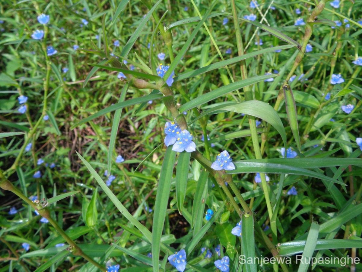 Cyanotis axillaris (L.) D.Don ex Sweet